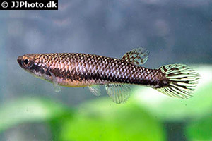 Laimosemion xiphidius