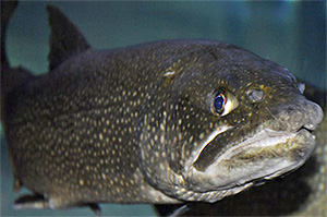 Amerikanischer Seesaibling (Salvelinus namaycush)