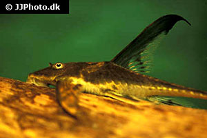Lamontichthys llanero