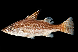 Lates microlepis