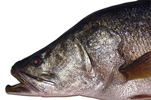 Nilbarsch (Lates niloticus)