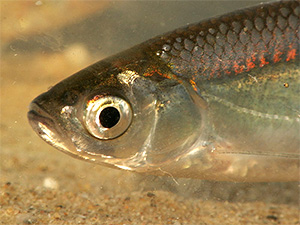 Ukelei (Scardinius erythrophthalmus)