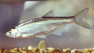 Ukelei (Scardinius erythrophthalmus)