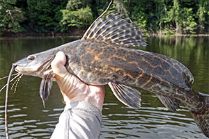 Marmor-Prachtantennenwels (Leiarius marmoratus)