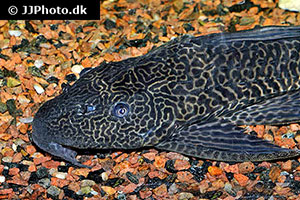 leopard-segelschilderwels (Pterygoplichthys pardalis)