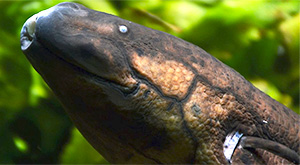 Südamerikanischer Lungenfisch (Lepidosiren paradoxa)