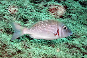 Lethrinus lentjan Lethrinus lentjan