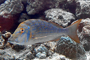 Lethrinus nebulosus Lethrinus nebulosus