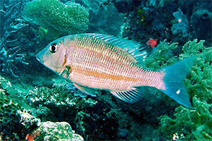 Lethrinus obsoletus Lethrinus obsoletus