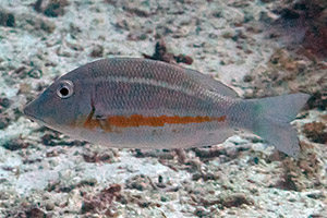 Lethrinus obsoletus Lethrinus obsoletus