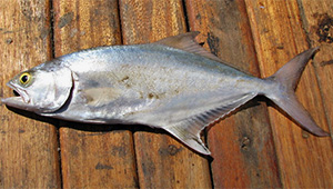 Leerfish (Lichia amia)