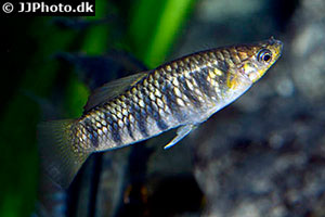 Tigerkärpfling (Limia islai)