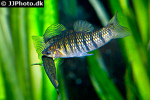 Tigerkärpfling (Limia islai)