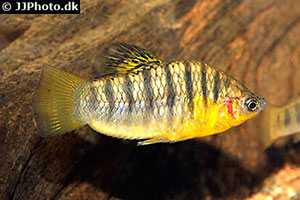 Schwarzbandkärpfling (Limia nigrofasciata)