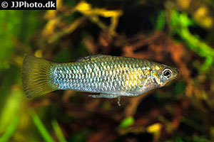Perugia-Kärpfling (Limia perugiae)