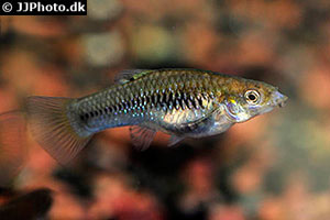 Perugia-Kärpfling (Limia perugiae)