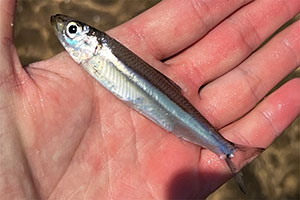 Tanganjikasee-Sardine (Limnothrissa miodon)