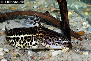 Liosomadoras oncinus