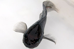 Liparis fabricii