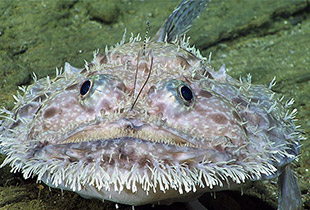 Lophiodes beroe