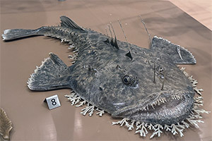 Amerikanischer Seeteufel (Lophius americanus) Amerikanischer Seeteufel (Lophius americanus)