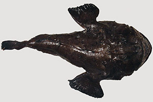 Amerikanischer Seeteufel (Lophius americanus) Amerikanischer Seeteufel (Lophius americanus)