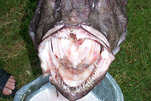 Amerikanischer Seeteufel (Lophius americanus) Amerikanischer Seeteufel (Lophius americanus)