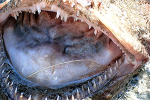 Schwarzer Seeteufel (Lophius budegassa) Schwarzer Seeteufel (Lophius budegassa)