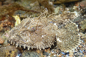 Schwarzer Seeteufel (Lophius budegassa) Schwarzer Seeteufel (Lophius budegassa)