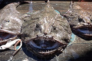 Schwarzer Seeteufel (Lophius budegassa) Schwarzer Seeteufel (Lophius budegassa)