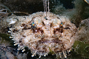 Seeteufel (Lophius piscatorius) Seeteufel (Lophius piscatorius)