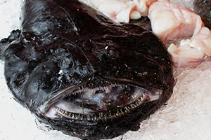 Seeteufel (Lophius piscatorius) Seeteufel (Lophius piscatorius)
