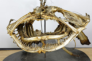 Seeteufel (Lophius piscatorius) Seeteufel (Lophius piscatorius)