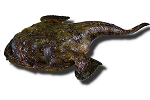 Seeteufel (Lophius piscatorius) Seeteufel (Lophius piscatorius)