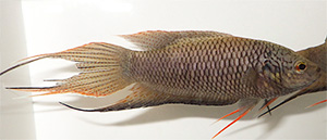 Macropodus erythropterus