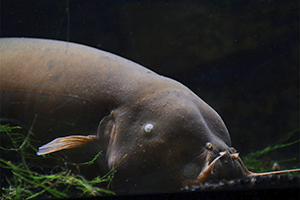 Zitterwels (Malapterurus electricus)