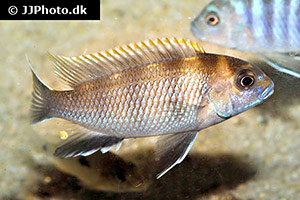 Pseudotropheus livingstonii