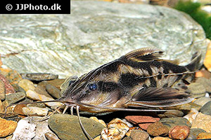 Megalodoras uranoscopus