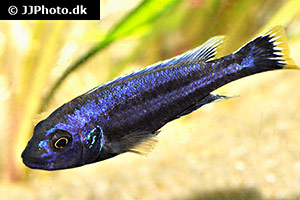 Melanochromis chipokae