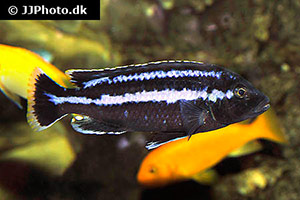 Melanochromis loriae