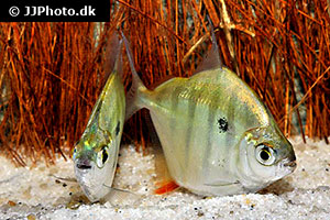 Metynnis fasciatus