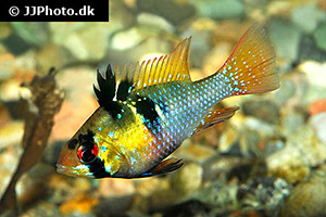 Südamerikanischer Schmetterlingsbuntbarsch (Mikrogeophagus ramirezi)