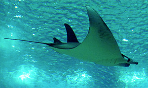 Teufelsrochen (Mobula mobular)