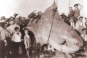 Mondfisch (Mola mola)