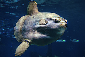 Mondfisch (Mola mola)