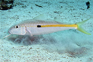 Gelbstreifen-Meerbarbe (Mulloidichthys flavolineatus)