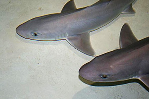 Dunkler Glatthai (Mustelus canis)