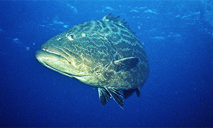 Mycteroperca bonaci