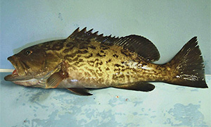 Gag grouper (Mycteroperca microlepis)