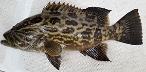 Mycteroperca xenarcha